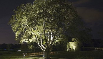 подсветка большого дерева прожекторами освещение участка